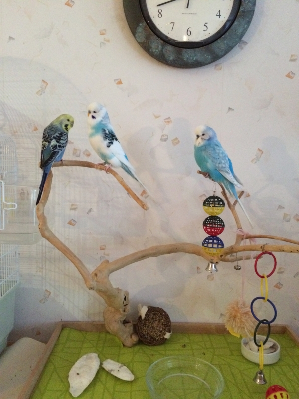 Wellensittich-Bild: Zeit zum Spielen...Marie, Flecki und Blue genießen es