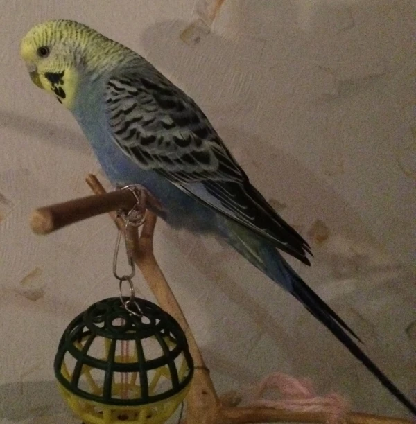 Wellensittich-Bild: Das ist unsere kleine Marie. Sie hat ihre 2 Männer voll im Griff und badet sehr gerne und ausgiebig.