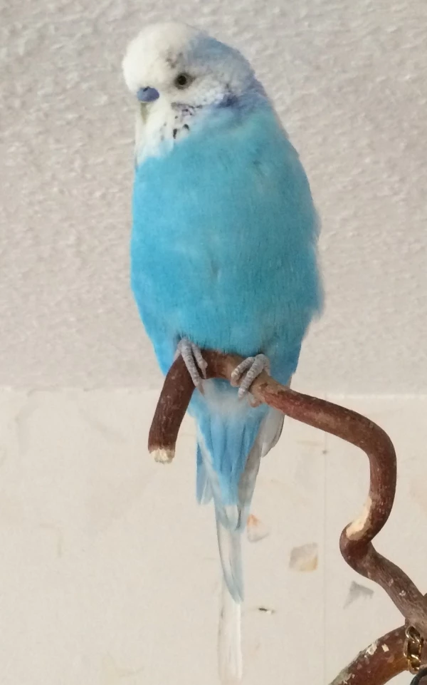 Wellensittich-Bild: Hier zeigt sich Blue von seiner schönsten Seite