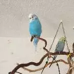 Queen Marie mit ihren Bodyguards