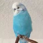 Blue der hübsche