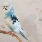 Kleiner Schlingel Flecki