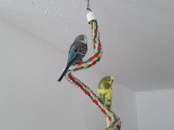 Wellensittich-Bild: Die ersten Flugstunden von Bella und Billy! 