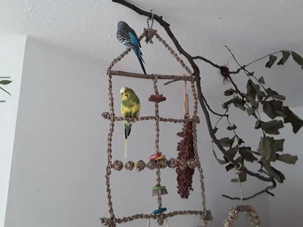 Wellensittich-Bild: Entgegen aller Erfahrung, dass Neues erst mal gefährlich ist, haben meine Beiden das Klettergitter sehr schnell akzeptiert!  