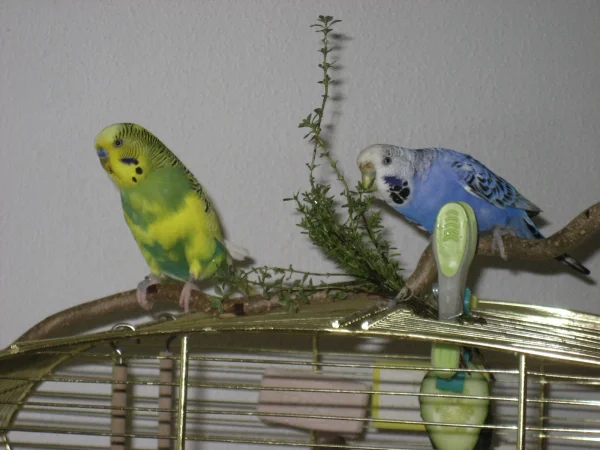 Wellensittich-Bild: Lieblingsknabberei Thymian :)