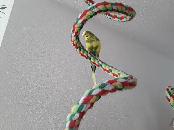 Wellensittich-Bild: Der beste Aussichtspunkt im Wohnzimmer