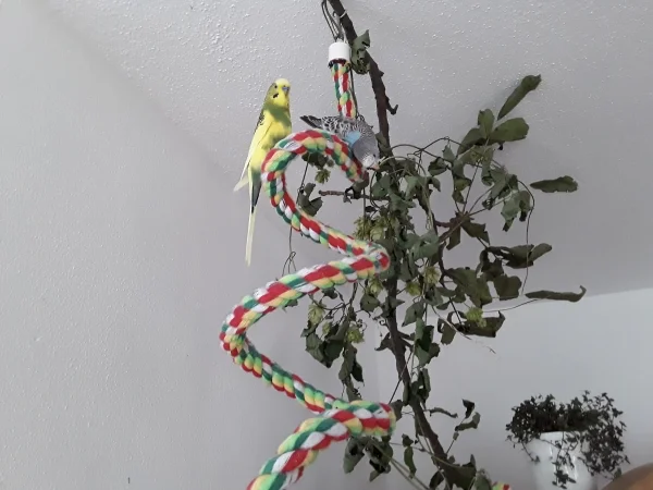 Wellensittich-Bild: Lecker Hopfen! 