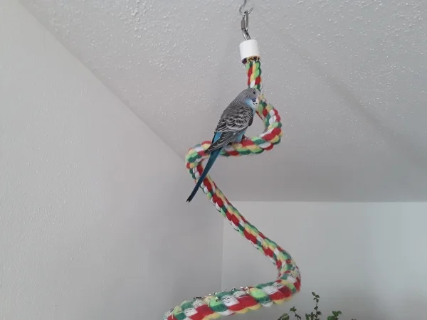 Wellensittich-Bild: Unser Neuzugang Bella als Partnerin für Billy,nach dem Verlust von Pepper.