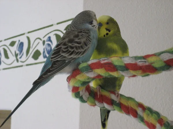 Wellensittich-Bild: Kuck doch mal!