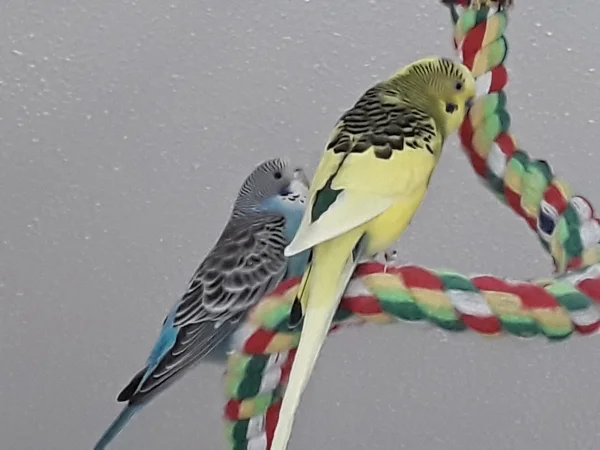 Wellensittich-Bild: Fliegen ist schön, ausruhen mindestens genauso!