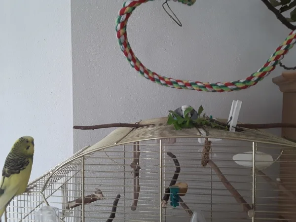 Wellensittich-Bild: Hinter dem Basilikum kann man sich gut verstecken! 