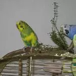 Billy & Pepper