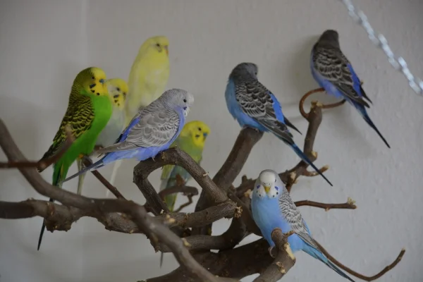 Wellensittich-Bild: Am 11.04.2020 sind 3 junge Hennen und ein Hahn bei und eingezohen