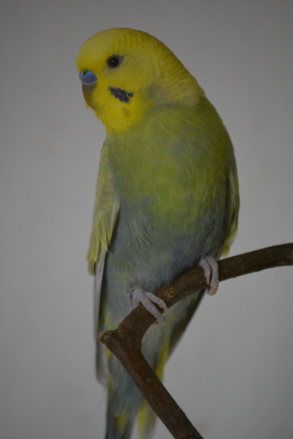 Kalle