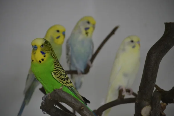 Wellensittich-Bild: Kalle, Elsa und Wlma mit Neuzugang Loui