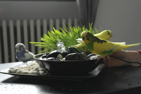 Wellensittich-Bild: Emilio, Jack und Hexe erkunden den Springbrunnen