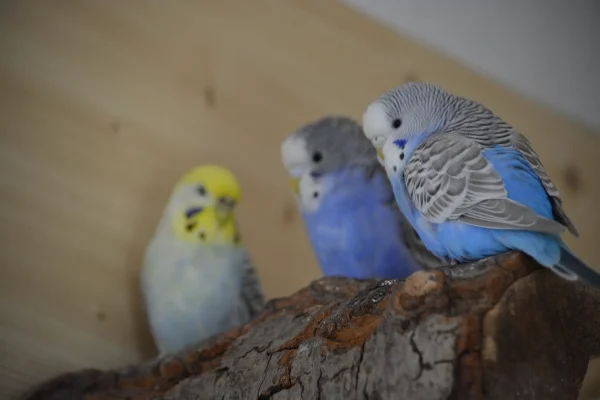 Wellensittich-Bild: Elsa, Trudi und Lotte