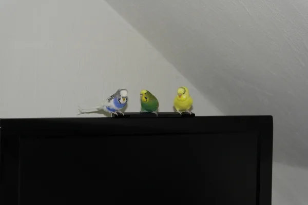 Wellensittich-Bild: Emilio, Piedy und Hexe