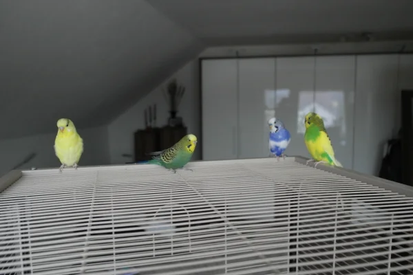 Wellensittich-Bild: Hexe, Piedy, Emilio und Jack