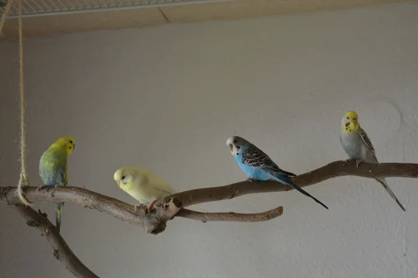 Wellensittich-Bild: Kalle, Wilma, Fred und Elsa