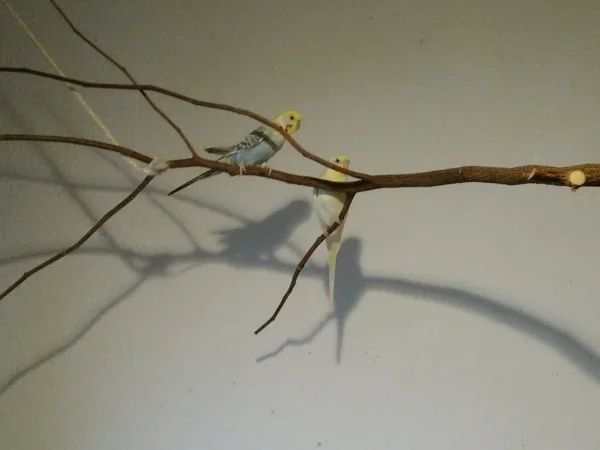 Wellensittich-Bild: Ein seltenes Bild, die Hennen klettern gemeinsam