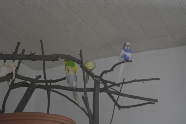 Wellensittich-Bild: Jack, Elsa, Kalle und Emilio