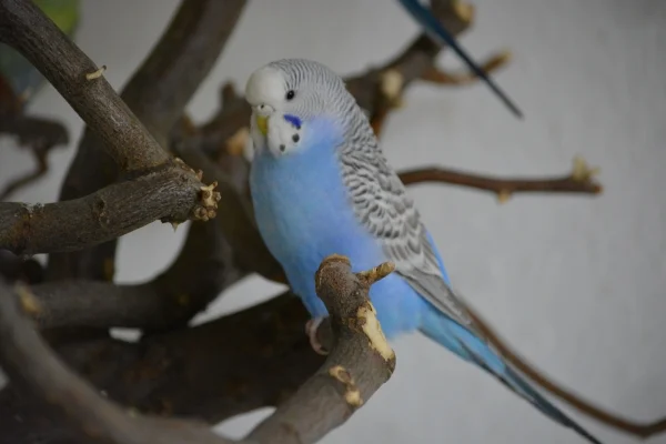 Wellensittich-Bild: Eine der 3 neuen Hennen