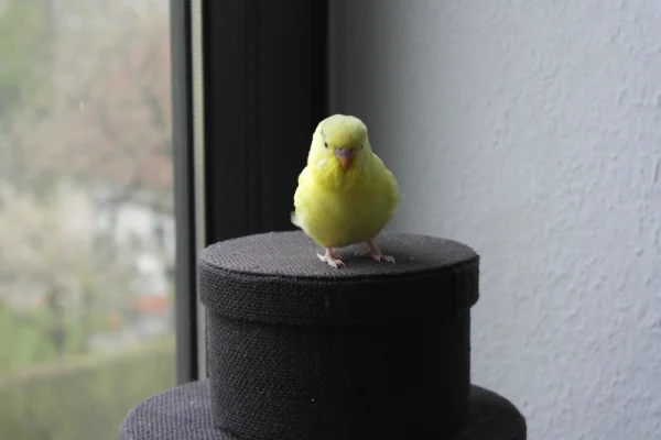 Wellensittich-Bild: Meine kleine Schönheit