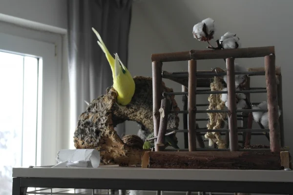 Wellensittich-Bild: Piedy und Hexe bei der Arbeit