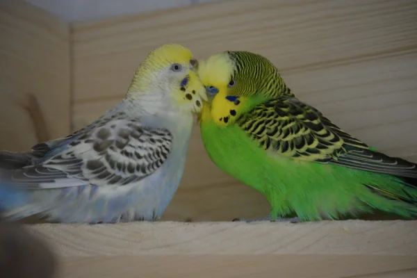 Wellensittich-Bild: wahre Liebe