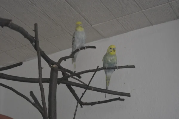 Wellensittich-Bild: Elsa und Kalle