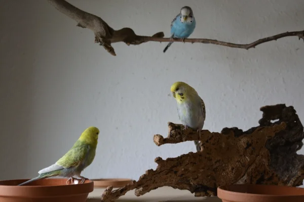 Wellensittich-Bild: Was ist wohl wo drin?