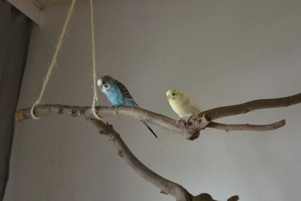 Wellensittich-Bild: Fred und Wilma