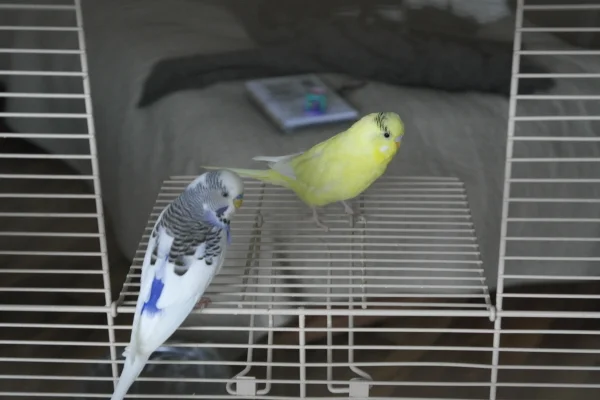 Wellensittich-Bild: Emilio und Hexe