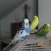 Piedy hat alle gut im Griff