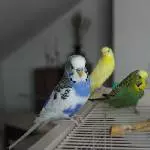 Piedy hat alle gut im Griff