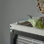 Meine Piedy