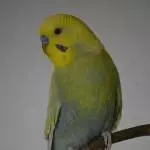 der kleine Kalle