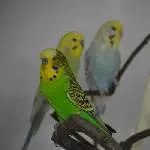Das neue Quartett
