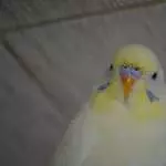 Die Wilma, oder doch nicht?