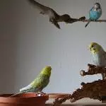 So viele Schalen