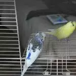 Anflugsklappendate