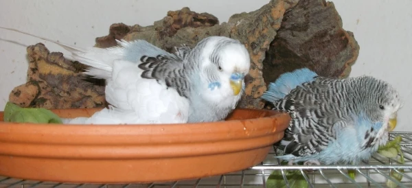 Wellensittich-Bild: Silli und Phinchen beim Baden.