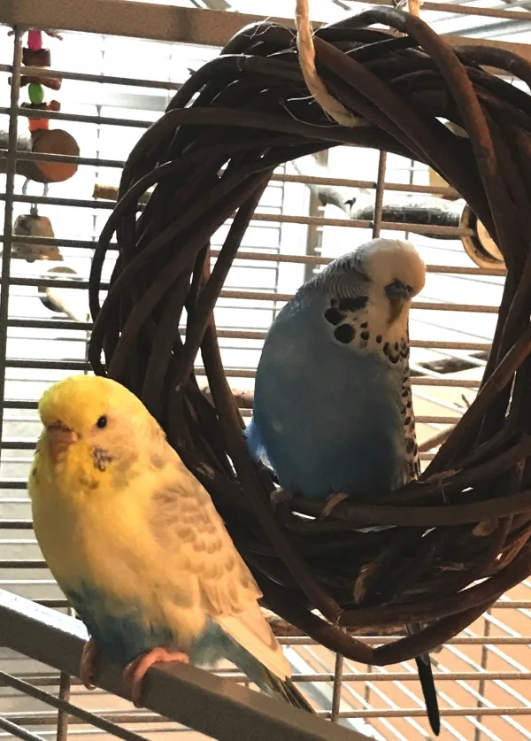 Wellensittich-Bild: Finn und Fiebi