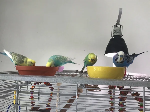 Wellensittich-Bild: Gemeinsam schmeckt es doch am besten!