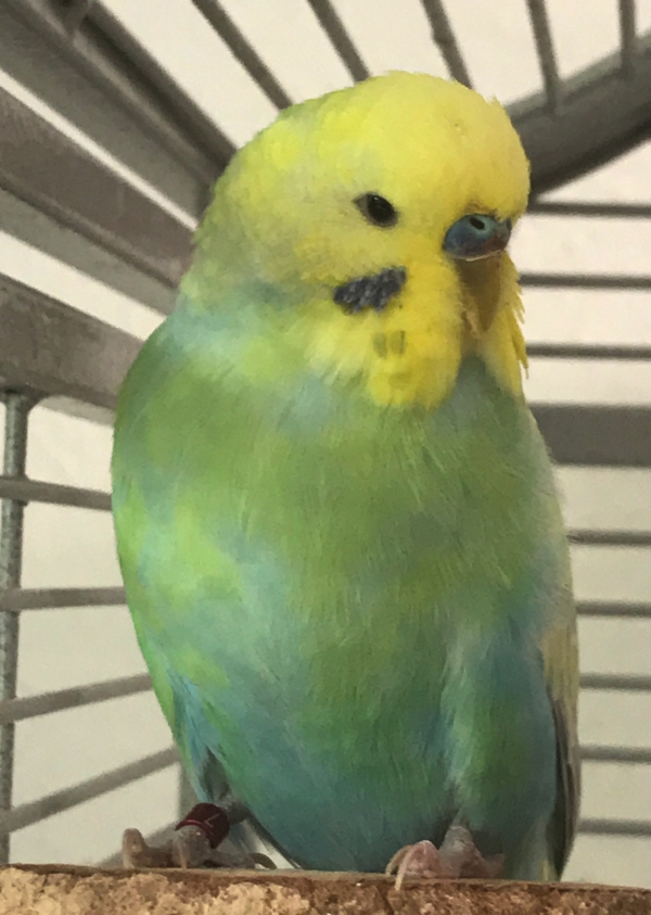 PHPSESSID