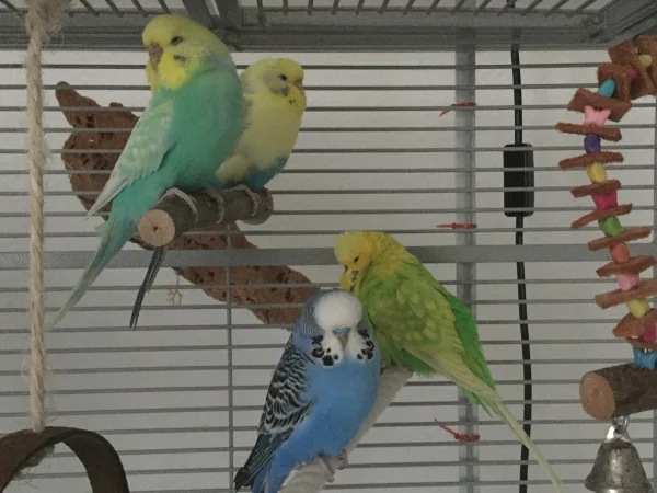 Wellensittich-Bild: Erste Morgenpause: oben Chica und Fiebi, unten Finn und Firli