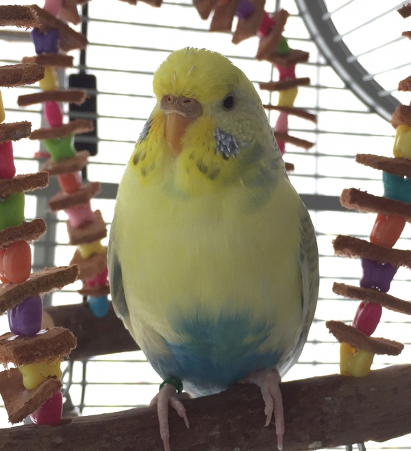Fiebi