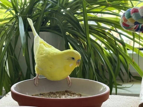 Wellensittich-Bild: erstmal raus aus dem Käfig und frühstücken ... 