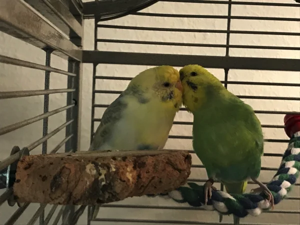 Wellensittich-Bild: Fiebi und Federico - Love is in the air